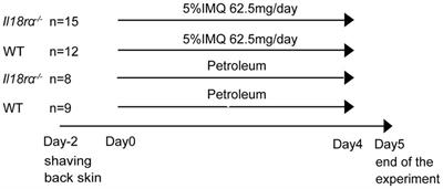 Blockade of IL-18Rα-mediated signaling pathway exacerbates neutrophil infiltration in imiquimod-induced psoriasis murine model